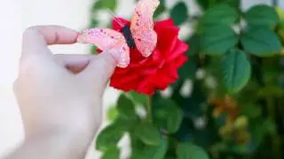 Butterfly.