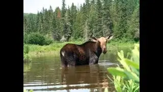 Allagash ranger gets up close for candid video of majestic moose