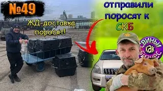 No. 49 Delivery of piglets (animals) to Alexey Komarov (SKB) and the Railway