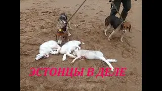 ОХОТА НА ЗАЙЦА!ЗАЙЦЫ МЕНЯ ОКРУЖИЛИ А КАК ВЗЯТЬ?