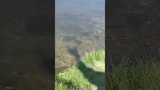 Scaring minnows with my shadow