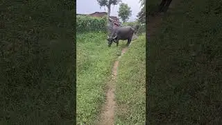 farming#kheti#ganv#padosio ki bhais#chara#rewa sidhi mp#village life#rural india