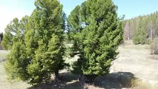 Вековые КЕДРА