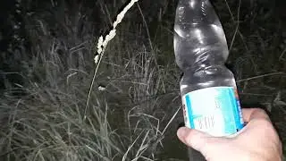Неизвестное Существо в Ночи