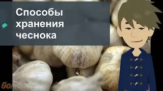 Способы хранения чеснока