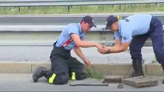 Операция по Спасению утят) милота да и только