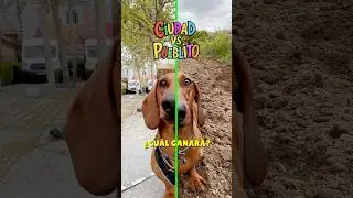 Me AYUDAS?🥰 Cuál elijo?🤔 #dachshund #perrosalchicha #teckel #perrosgraciosos