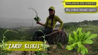 ZARİF KISKIS OTU (Crepis pulchra) / Bu video Zarafet ve Terapi İçerir / İZLEYİNİZ LÜTFEN