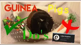 Guinea pig Do's | Collab with @LittleKingdom | F.T.L.O.A
