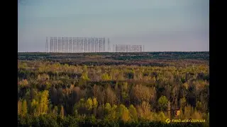 В Рыжем лесу выросли седые сосны-мутанты