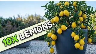 How to Get Your Lemon Tree to Produce 10x More Fruit