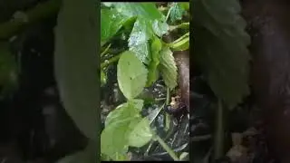 Breeding season of fish #viral #animalspecies