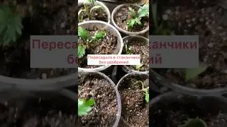 Хризантемы надо осенью начеренковать! Теперь они с хорошими корешочками, к Весне будут кустики.