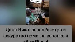 У нас пополнение 🥰🥰🥰 Отёл коровки))))