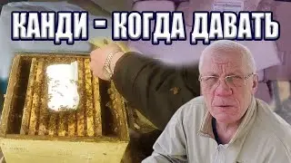 Почему канди без меда  лучше Подкормка пчел канди
