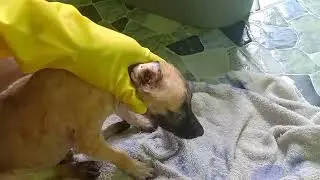Removing dog ticks (garapata) bagong ampon na aso napakaraming garapata watch this