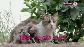 Adopte un gato (historia) #gatos #mascotas #cats #adoptanocompres #catlovers #animales