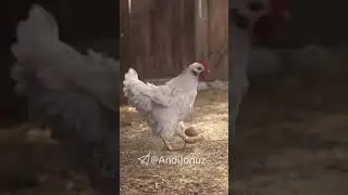 Tovuq birinchi paydo bo‘lganmi yoki tuxum