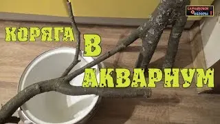 Коряга для аквариума своими руками. Подготовка коряги