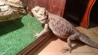 Отдай! Не отдам!!!