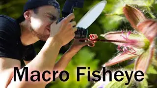 Macro Photography with a super-wide-angle Macro Lens // Macro Photo Walk
