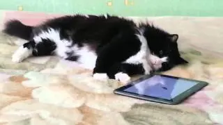 Кошка и виртуальная мышь