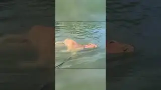 Спасение Утопающей Коровы