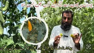 phal ka girna, fruit abortion |Garmi me fruit peela honay aur girnay se kese bchaya jaey |IR FARM