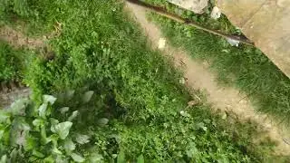 মাছ ধরতে গিয়া জা পাইলাম @mojarbiker715 #fishing