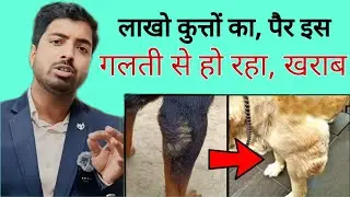 Dog Elbow & Leg Secrets Revealed! Keep Your Pup Active.