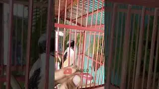 suara burung pentet || Burung cendet
