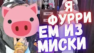 Запрет ФУРРИ, Квадроберы, Териантропы - мир ЖИВОТНЫХ