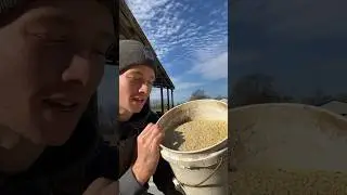 Is Growing Soybeans Worth It?