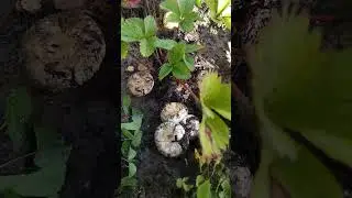Двойной урожай при органическом земледелии. Ягода и волнушки!