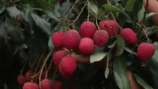lychee