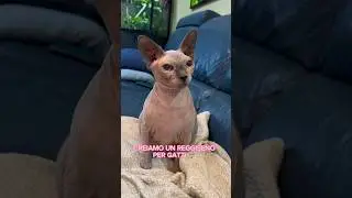 Io così 👁️👄👁️ seguitemi anche su ig Andrea_pappa❤️ #cats #sphynx #cat #sphynxcat #hairlesscat