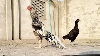 cookdu ku murgi ke bacche murga dance desi murga murgi ka baccha murgi murgi murga wala #shiva0005 