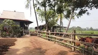 Evergreen Island Tour. Tan Chau, Vietnam