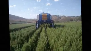 Volautomatische snoeimachine / Fully automatic prune machine / Vollautomatische Schneidemaschine