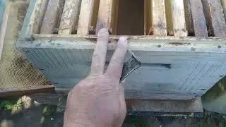 Хороший метод поднять пчёл и мёд в верхний корпус.