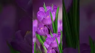 Flower's Status Video @jkstatuscreator3536 #flowers #views #foryou #shorts