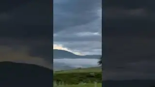 Коровки на свежем воздухе )