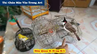 Cage Removal - Zoom Camera Broken And Released Starling Into AVI // Chiến Ơi