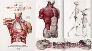 Atlas of Human Anatomy and Surgery
