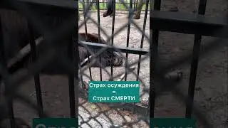 Клетка с медведем посреди леса