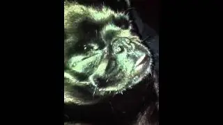 This little mut!