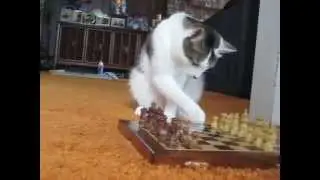 My Cat & His Chess Set