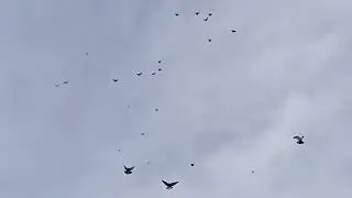 21.01.2022 г.ч.2 вторая попытка после атаки ястреба.