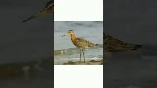 #shorts🐦👍Большой веретенник