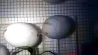 Live video